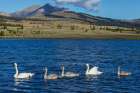 Trumpeter swan family exploring the shoreline of a pond Art Print